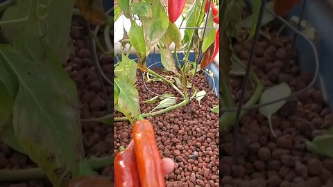Peppers growing in aquaponic system, #shorts