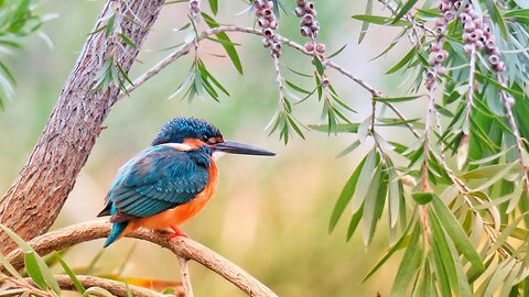 20 Minutes Forest Bird -Song - Relaxing Nature Sounds - Birds Chirping ‪@ZenMatePro‬