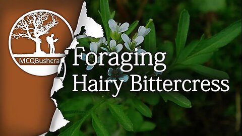Bushcraft Foraging: Hairy Bittercress