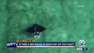 Is this a new species of Manta Ray off our coast?