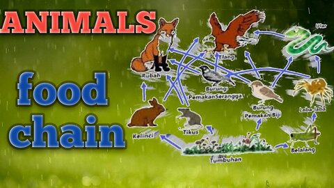 Animals-food chain#animals#foodchain