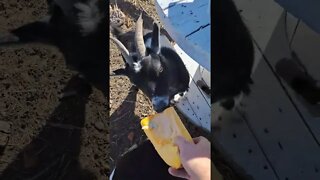 goats love pumpkin #goats #shorts #farmlife #homestead