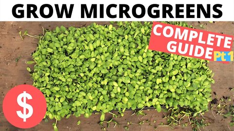 How to Grow Microgreens EASY (COMPLETE GUIDE 1 of 2)