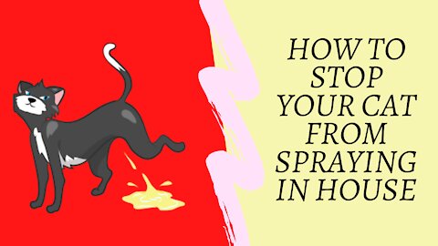 how to stop cat from peeing everywhere - how to stop cat from spraying