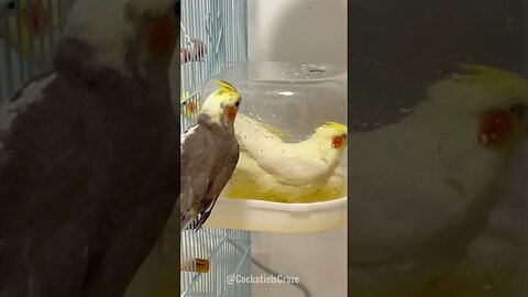 Cockatiel chicks taking bath