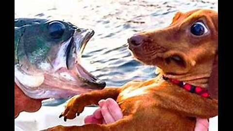 Funniest Animals 😂😅 New Funny Cats and Dogs Videos 😻🐶