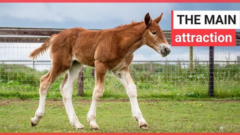 Birth of endangered and rare foal celebrated