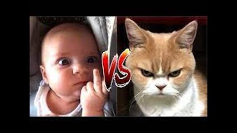 BABYS VS CATS SO FUNNY