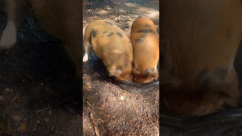 Pig update #farmanimals #farmlife #homestead #pigs #kunekune #asmr #foryou #fyp #reels #homesteader
