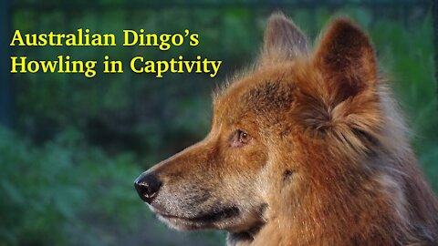 Australian Dingo Howling in Captivity