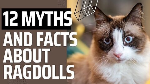 12 interesting Facts and Myths about Ragdolls.