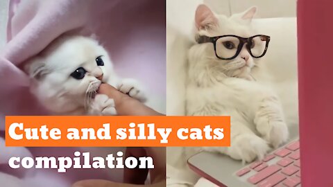 Cute and Silly Cats Compilation