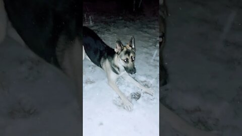 Shepsky Zoomies In The Snow Part 1 #shorts
