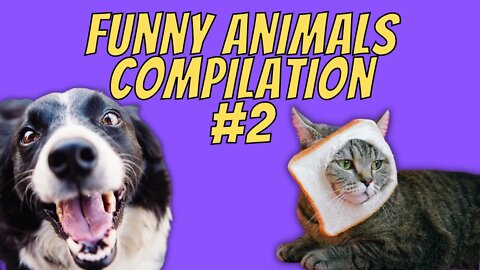 Funny Animals Compilation #2 - Best Funny Dogs and Cats Videos - Try Not To Laugh Animals 2022