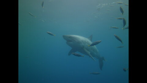 The famous great white shark “Lucy”