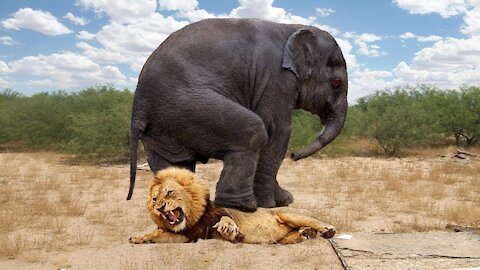 Top 10 Animals that Can KILL LIONS | Lion vs Elephant, Hippo, Hyena, Rhinoceros, Zebra, Crocodile