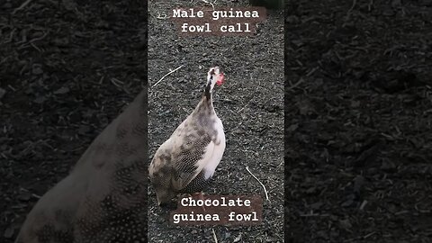 Male guinea fowl call / chocolate guinea fowl #freerange #guineafowl