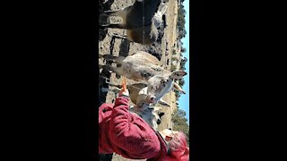 Feeding Carrots to the Cripple Creek Donkeys