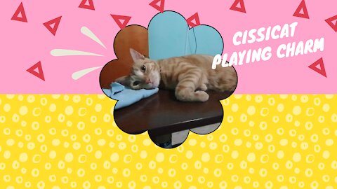 Cissicat playing charm!