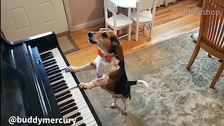 Ο Φρέντι Μέρκιουρι των σκύλων: Ένα τετράποδο μουσικό ταλέντο που έχει καταπλήξει τα social media