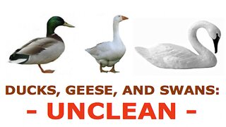 DUCKS, GEESE, AND SWANS: UNCLEAN