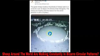 Sheep Around The World Are Walking Constantly In Bizarre Circular Patterns?