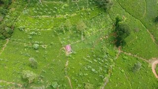 Sri Lanka Tea Estate Drone Footage 1080p 60fps - Footage House