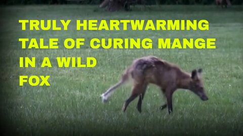 🦊TRULY HEARTWARMING story of the cure of a US male #fox of mange with Ivermectin at a rescue project