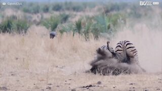 Kruger nasjonalpark er arena for en episk sebrakamp
