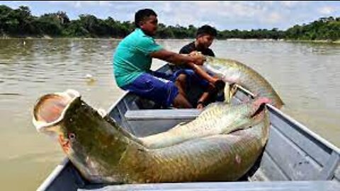 Amazon Biggest Fish Paiche - Amazon Fish Farming and Harvesting - Paiche Farm