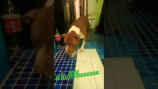 Pitbull não é sinônimo de cachorro feroz, aponta pesquisa norte-americana #dog ❤️🙏.#tmjs .