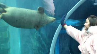 Youngster shares "dance" with inquisitive sea lion
