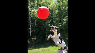 Great Dane jumps for joy with his favorite toy