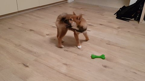 Adorable Shiba Inu puppy chasing his tale untill he gets dizzy