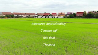 12 day old rice plants about 7 inches tall in a Rice field in Thailand