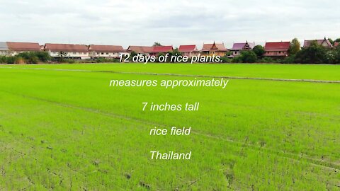 12 day old rice plants about 7 inches tall in a Rice field in Thailand