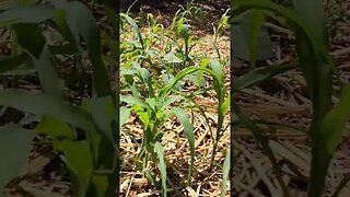 Garden update! Corn and Moringa, what!?!