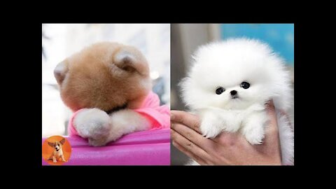 Baby Dogs Cute - Smart and Funny Dogs Videos Compilation