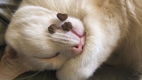 17 Reasons Why Cats Are Awesome