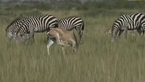 June 21, Sunrise - Grants Gazelle with James in Kenya