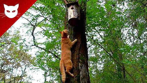 Cat in the Woods Attacks Birdhouse - Angry Cat