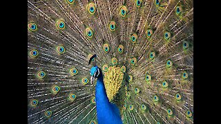 Fabulous Indian Peafowl