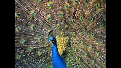 Fabulous Indian Peafowl