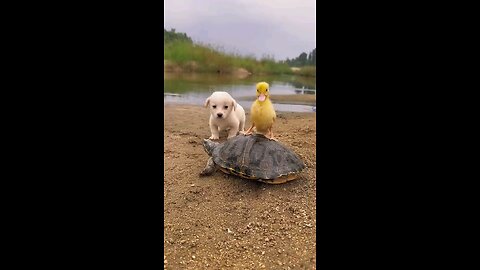 the_dog_and_the_Little_duck_are_in.love__💝💝💞