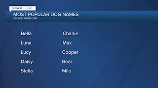 Most popular dogs names in Denver released
