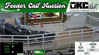 8/9/2023 - OKC West Feeder Calf Auction