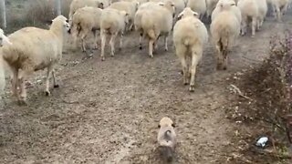 Adorable Puppy Herds Sheep on Dirt Road