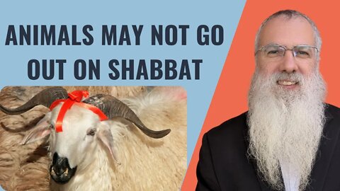 Mishna Shabbat Chapter 5 Mishnah 4 Animals may not go out on Shabbat