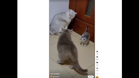 Cute Adorable Cats Squabbling