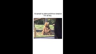 Giving bread to a bear